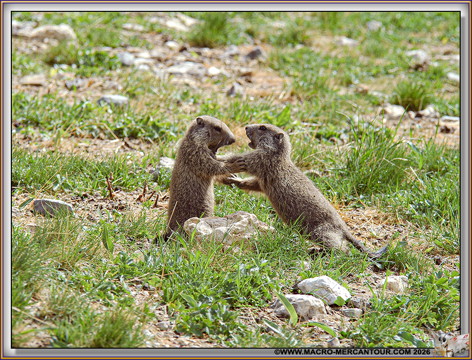 MARMOTTES